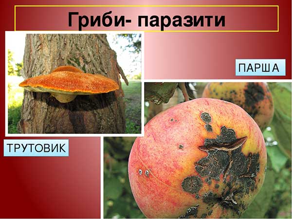 Гриби