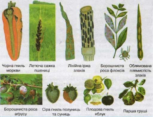 Гриби