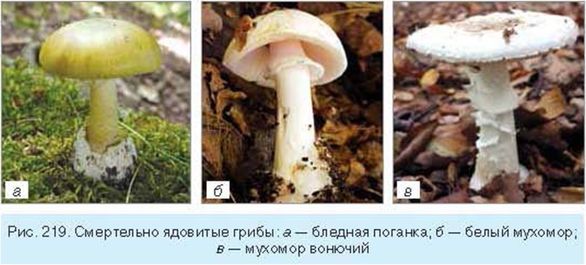 Гриби