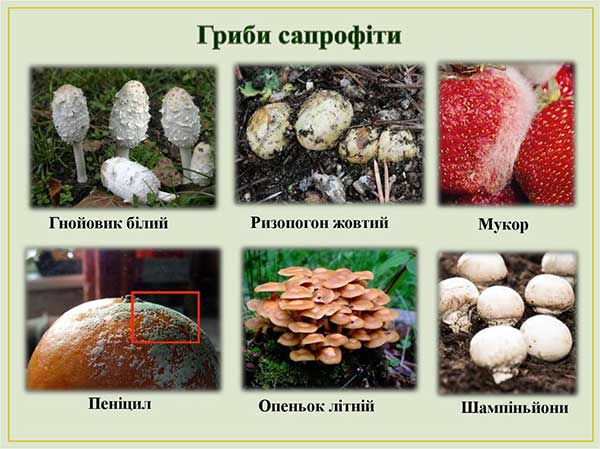 Гриби