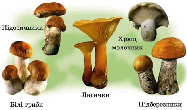 Гриби