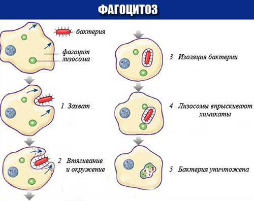 Поверхневий апарат