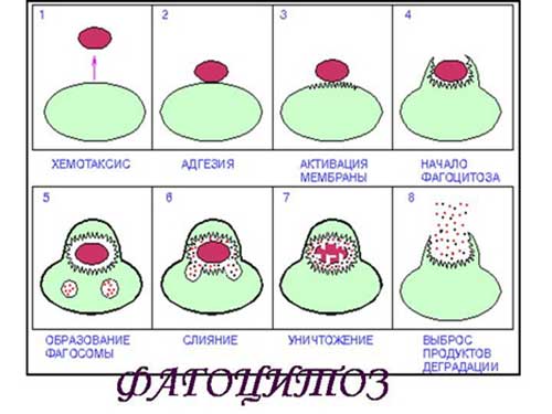 Поверхневий апарат