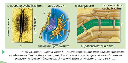 Поверхневий апарат