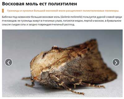 Восковая моль ест полиэтилен